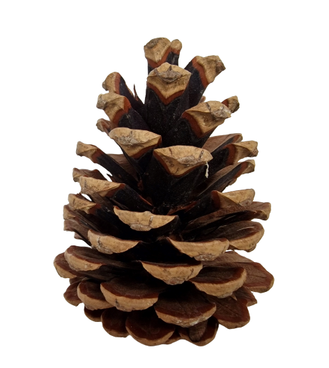 Austriaca Cone's x 5 Kg-25505
