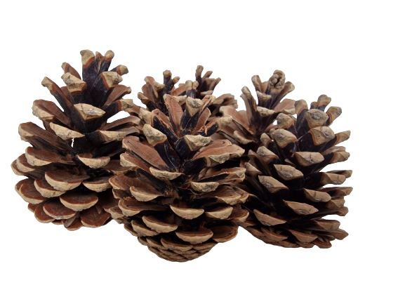 Austriaca Cone's x 5 Kg-25506