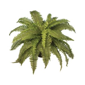 Boston Fern x 48 Leaves - 53cm-0
