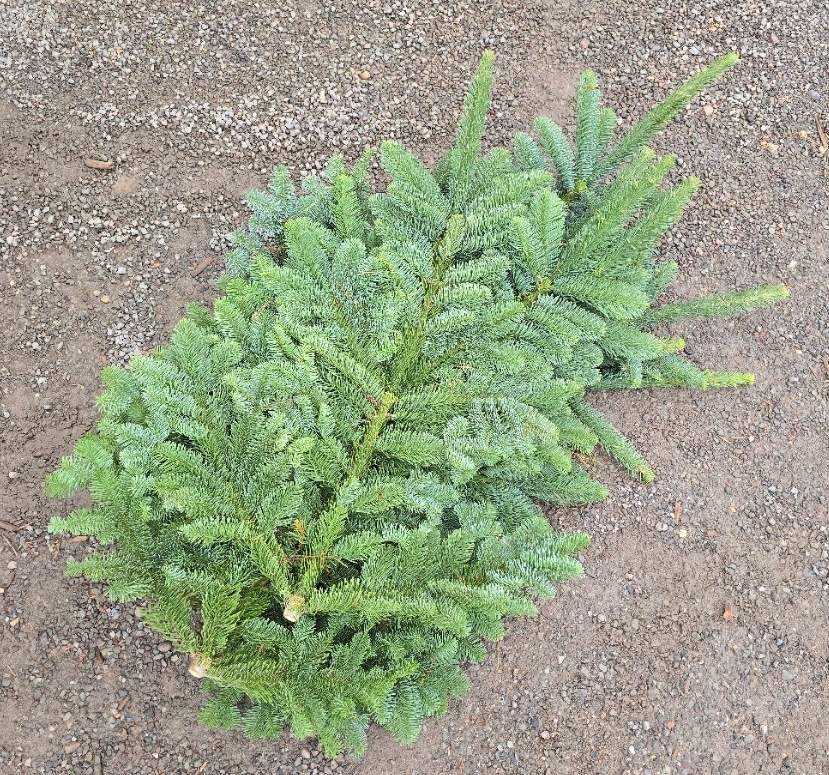 Fresh Spruce Bundle