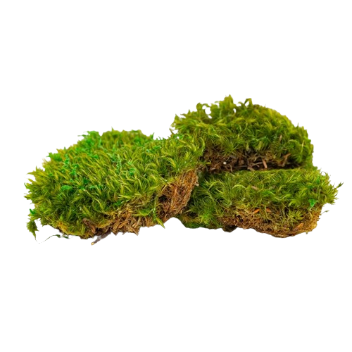 Preserved Provence Moss-0