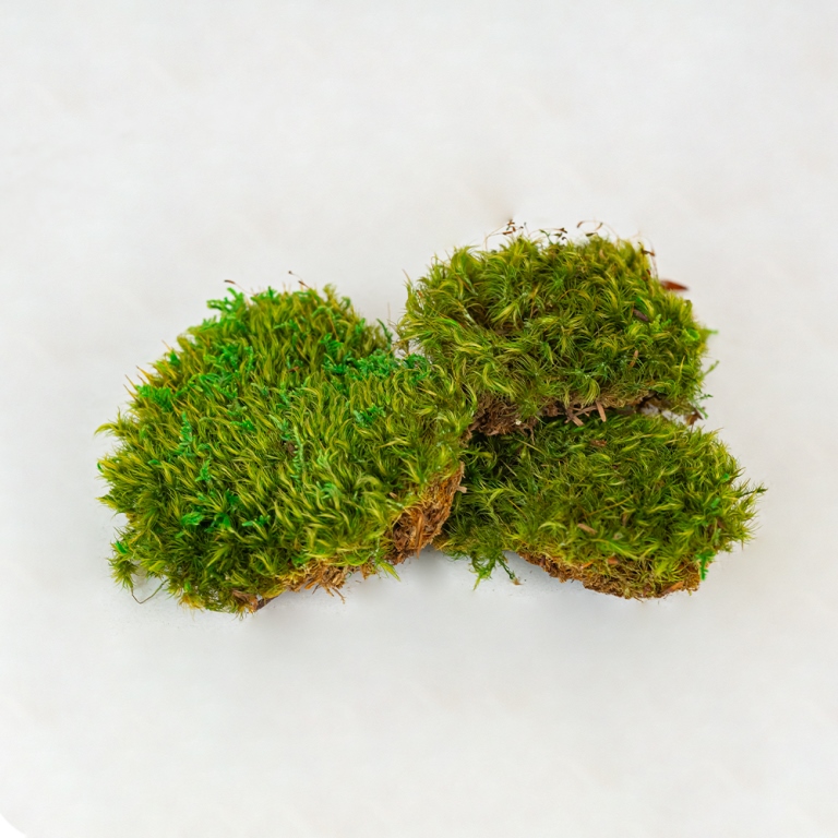 Preserved Provence Moss-25695