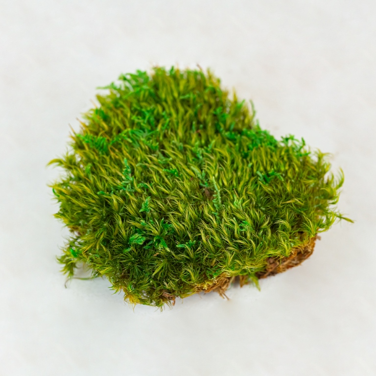 Preserved Provence Moss-25696