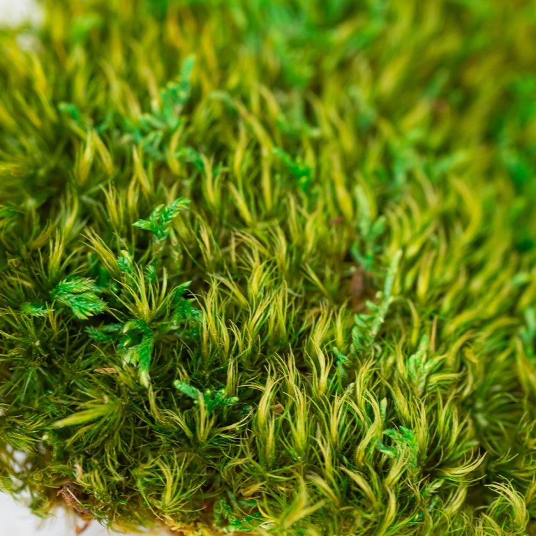 Preserved Provence Moss-25697