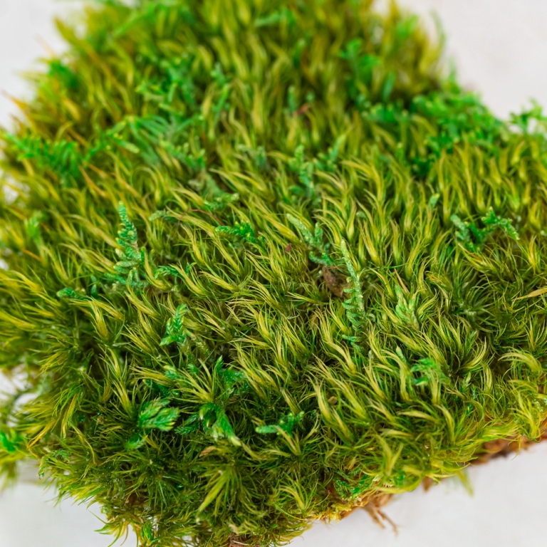 Preserved Provence Moss-25698
