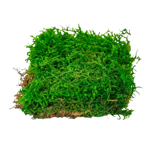 Preserved Curly Moss-0