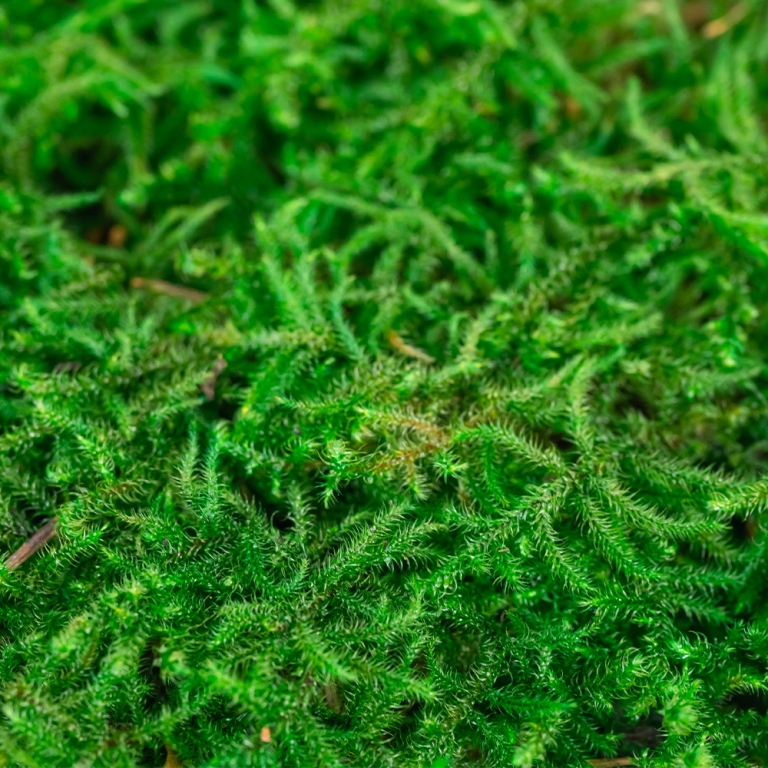 Preserved Curly Moss-25692