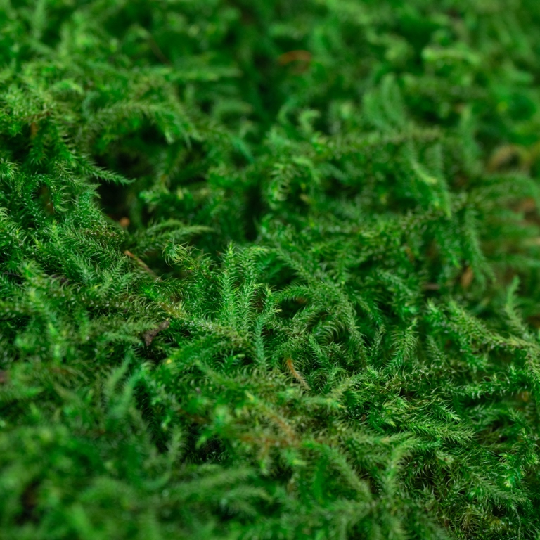 Preserved Curly Moss-25693