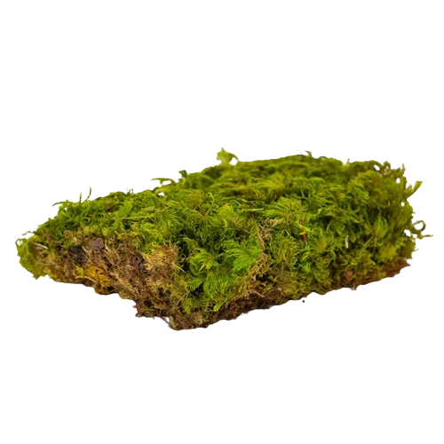 Preserved Fern Moss-0