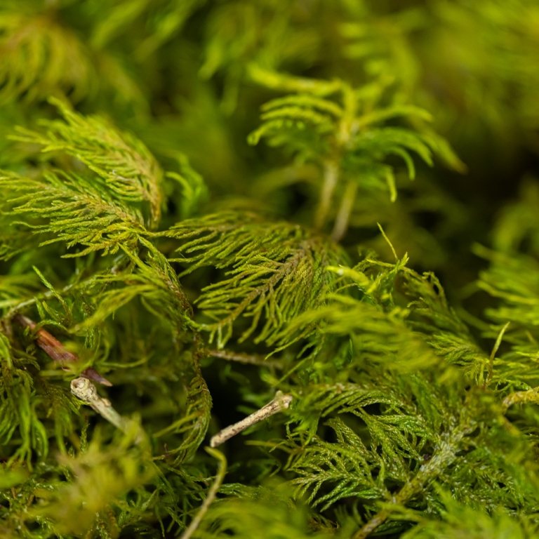 Preserved Fern Moss-25689