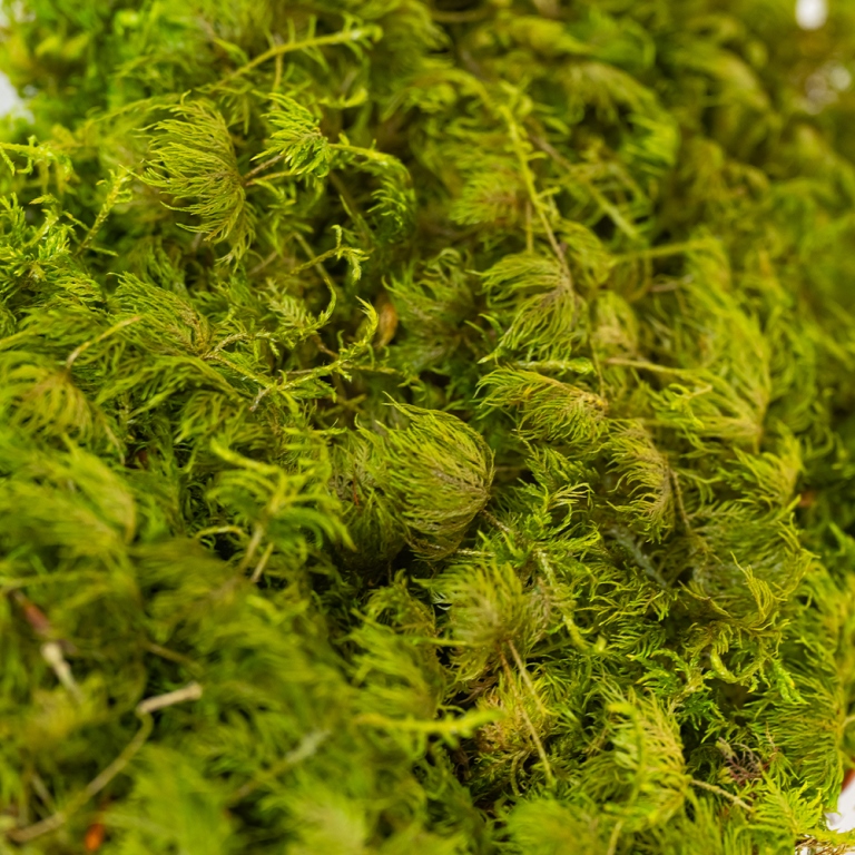 Preserved Fern Moss-25690