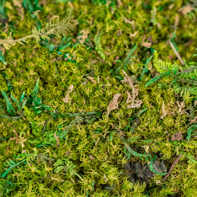 Preserved Plate Moss-25686