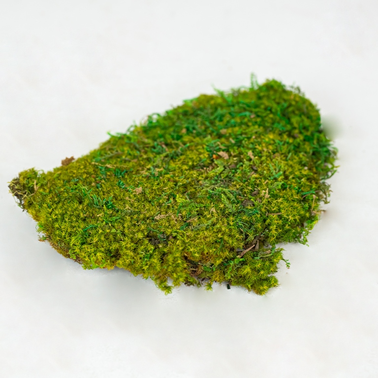 Preserved Plate Moss-25687