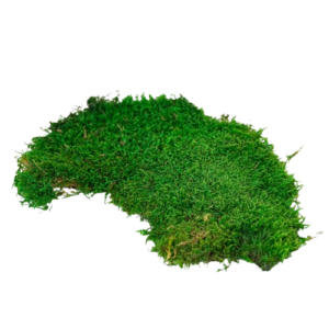 Preserved Mixed Flat Moss-0