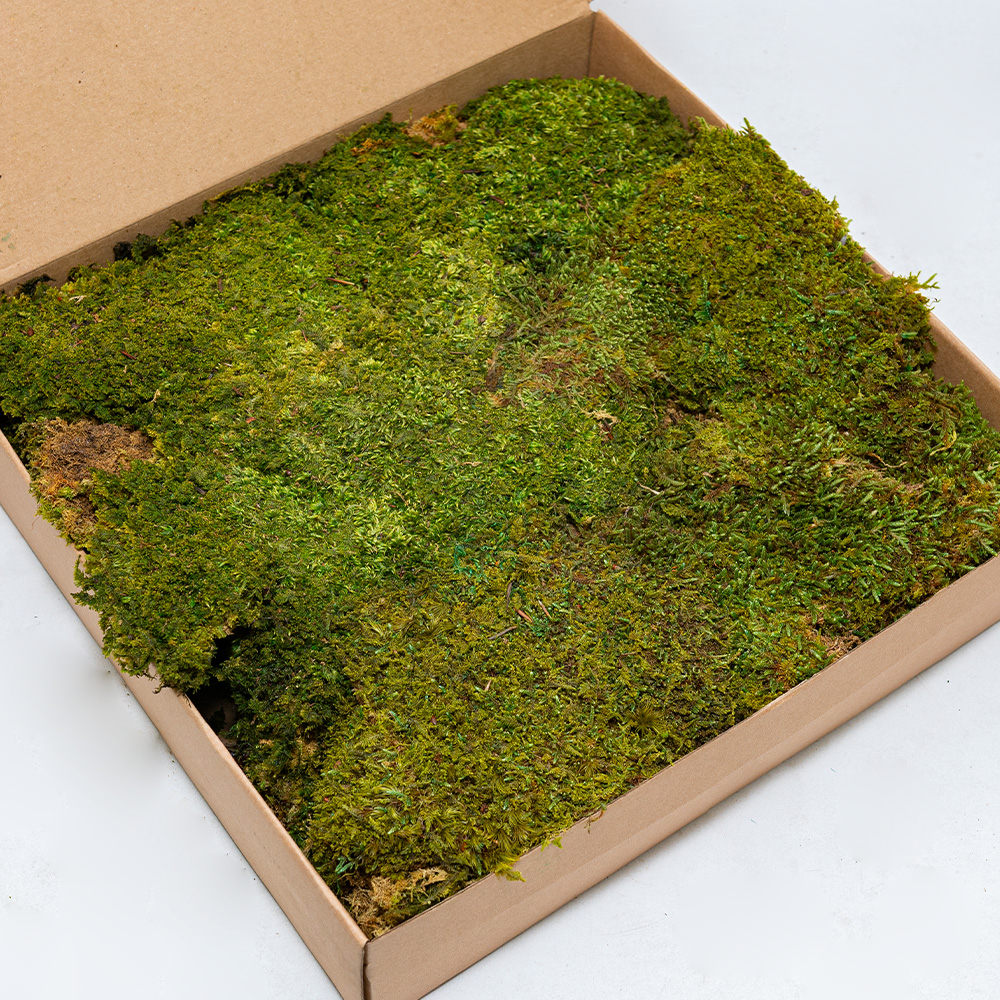 Preserved Plate Moss-26167