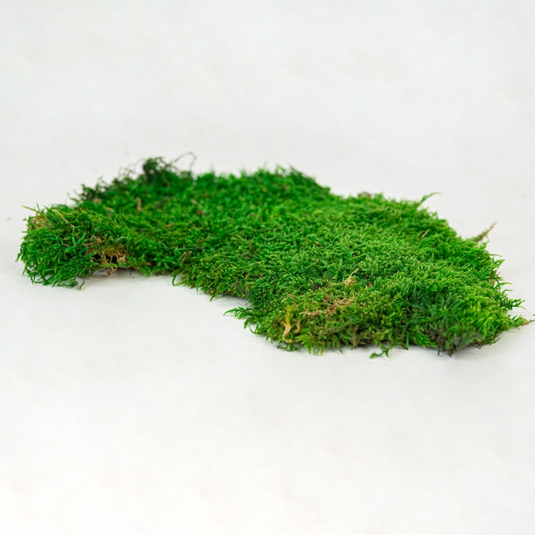 Preserved Mixed Flat Moss-25682