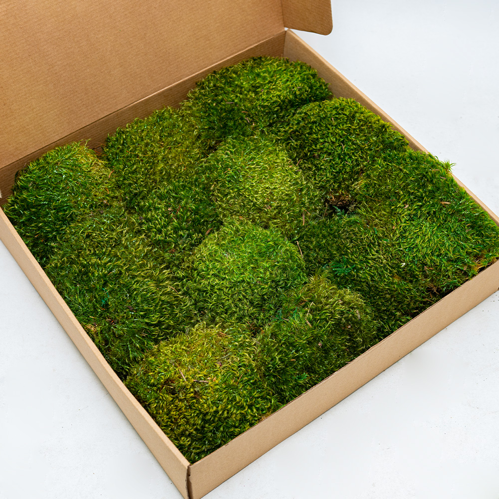 Preserved Provence Moss-26170