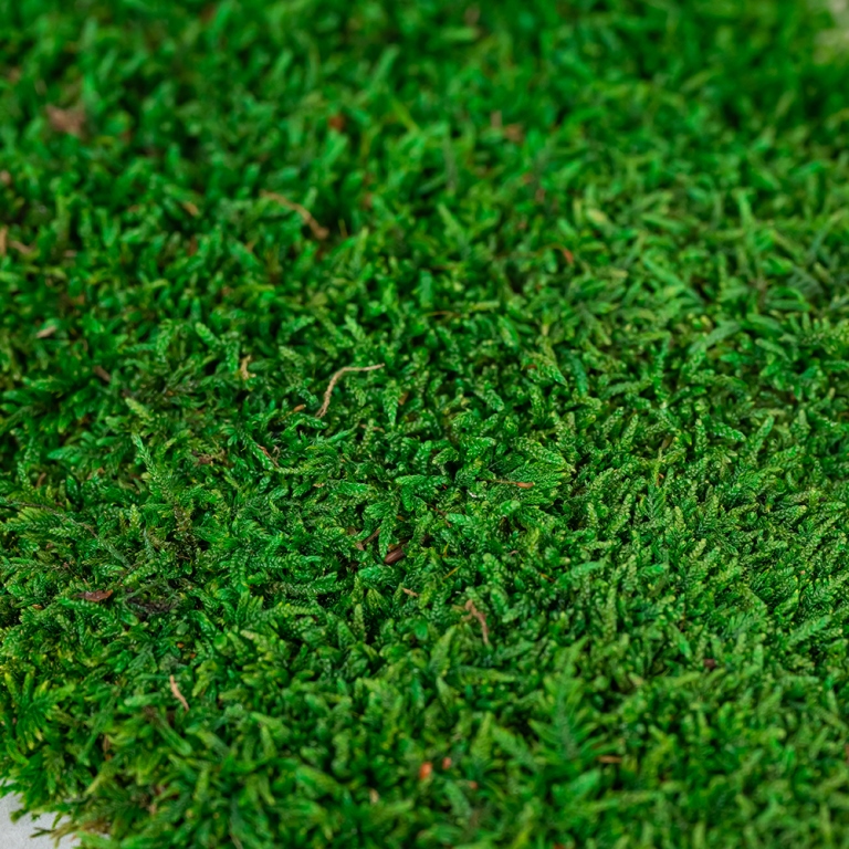 Preserved Mixed Flat Moss-25683