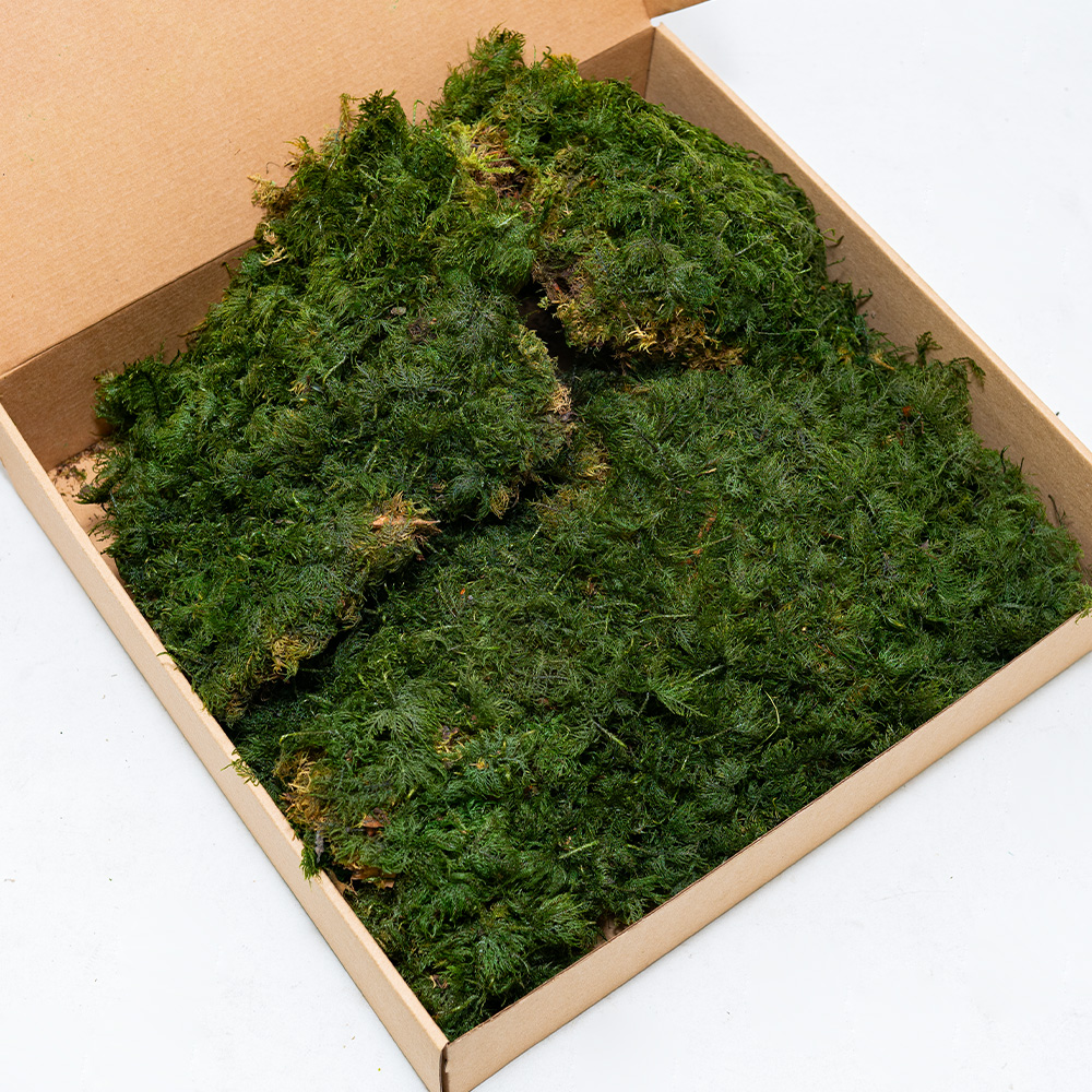 Preserved Fern Moss-26168