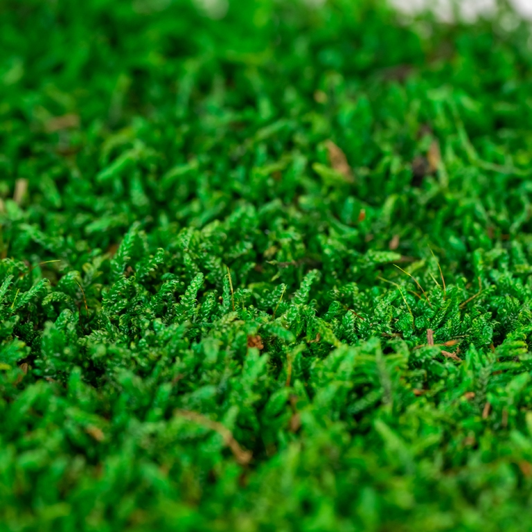 Preserved Mixed Flat Moss-25684