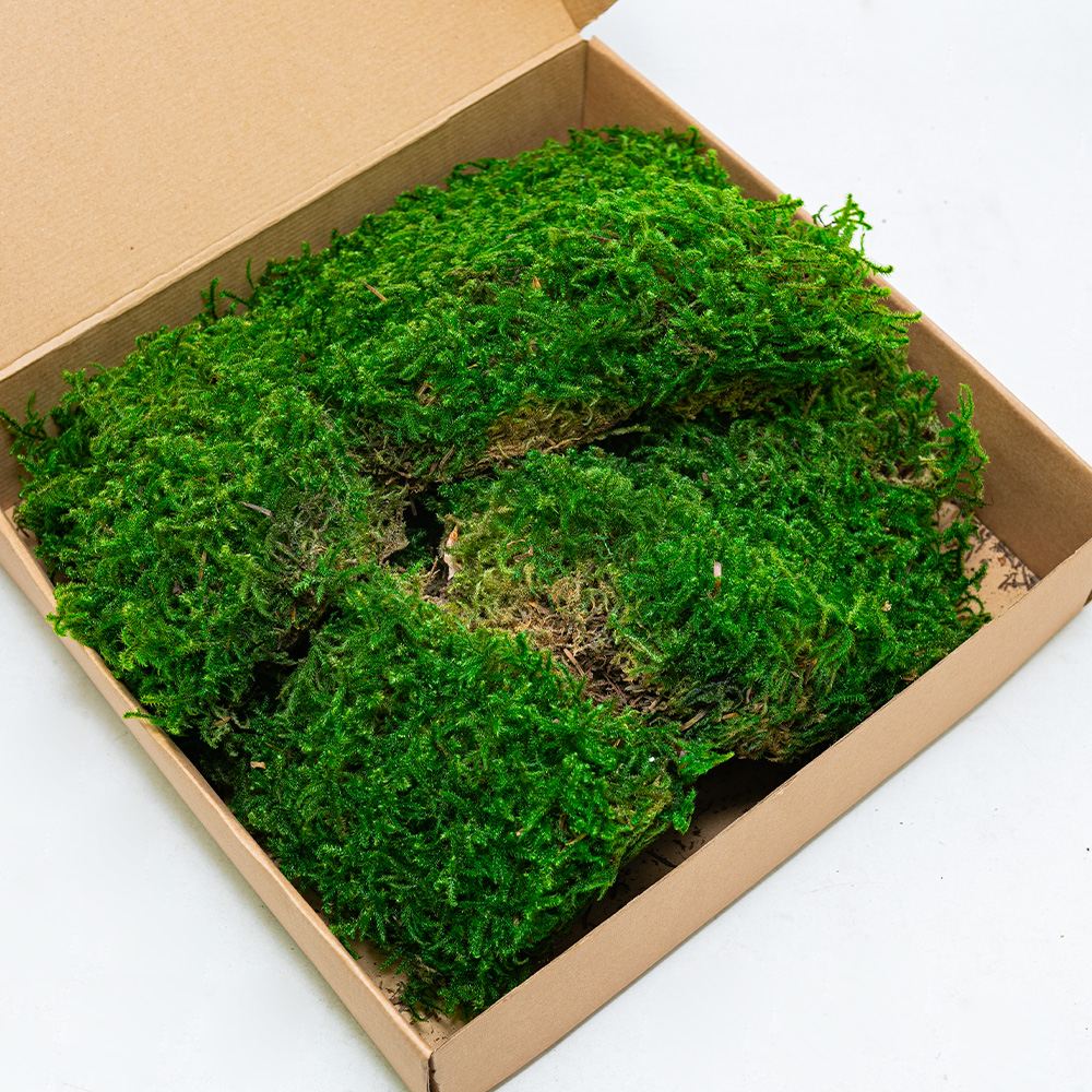 Preserved Curly Moss-26169