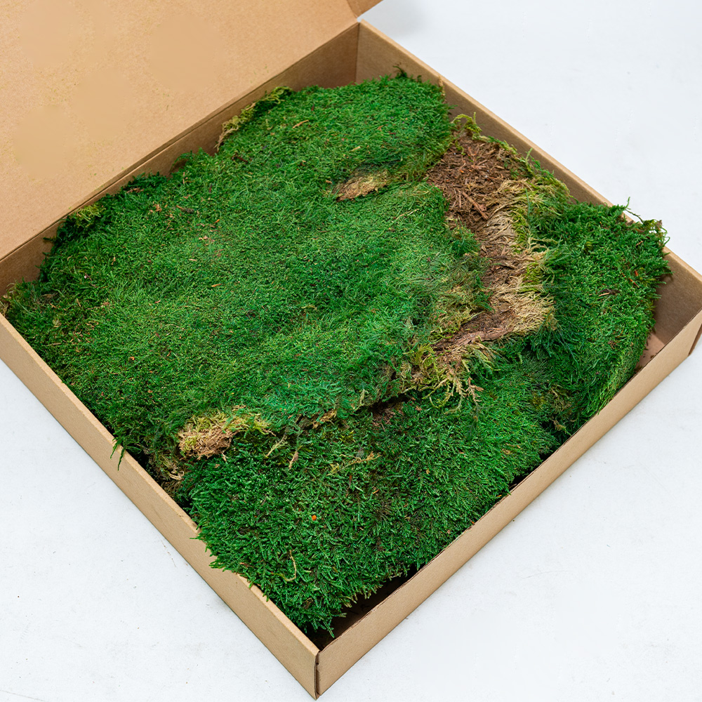 Preserved Mixed Flat Moss-26166