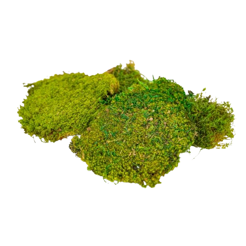 Preserved Plate Moss-0