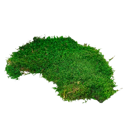 Preserved Mixed Flat Moss-0