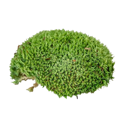 Ball Moss Natural-0