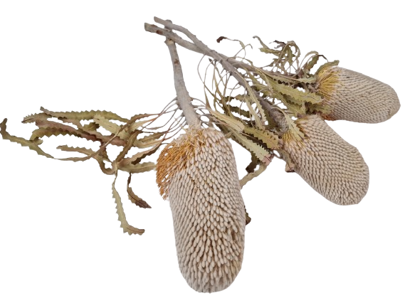 Banksia Prionotus Natural x 3 Pcs-0