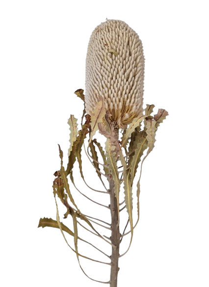 Banksia Prionotus Natural x 3 Pcs-25790