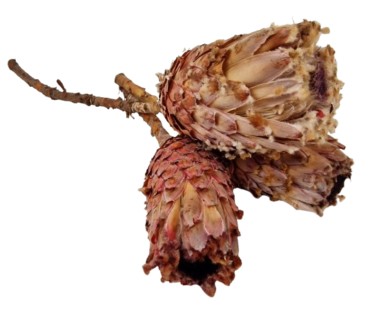 Protea Barbigera Natural x 3 Pcs-0
