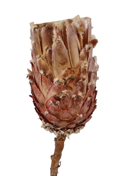 Protea Barbigera Natural x 3 Pcs-25792