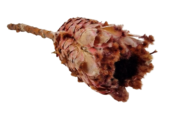 Protea Barbigera Natural x 3 Pcs-25793