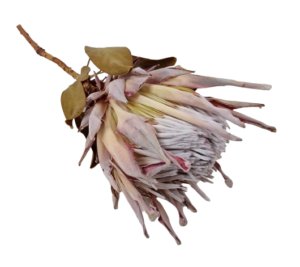 Protea Cynaroides Natural x 1-0
