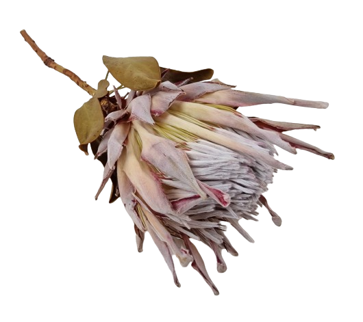 Protea Cynaroides Natural x 1-0