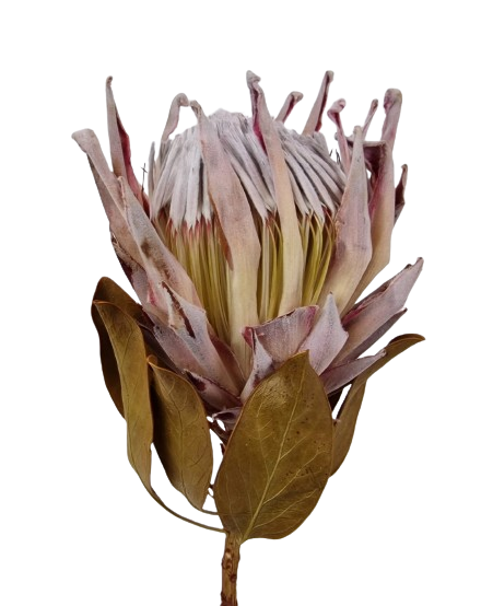 Protea Cynaroides Natural x 1-25795