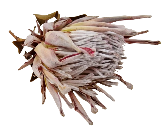 Protea Cynaroides Natural x 1-25796
