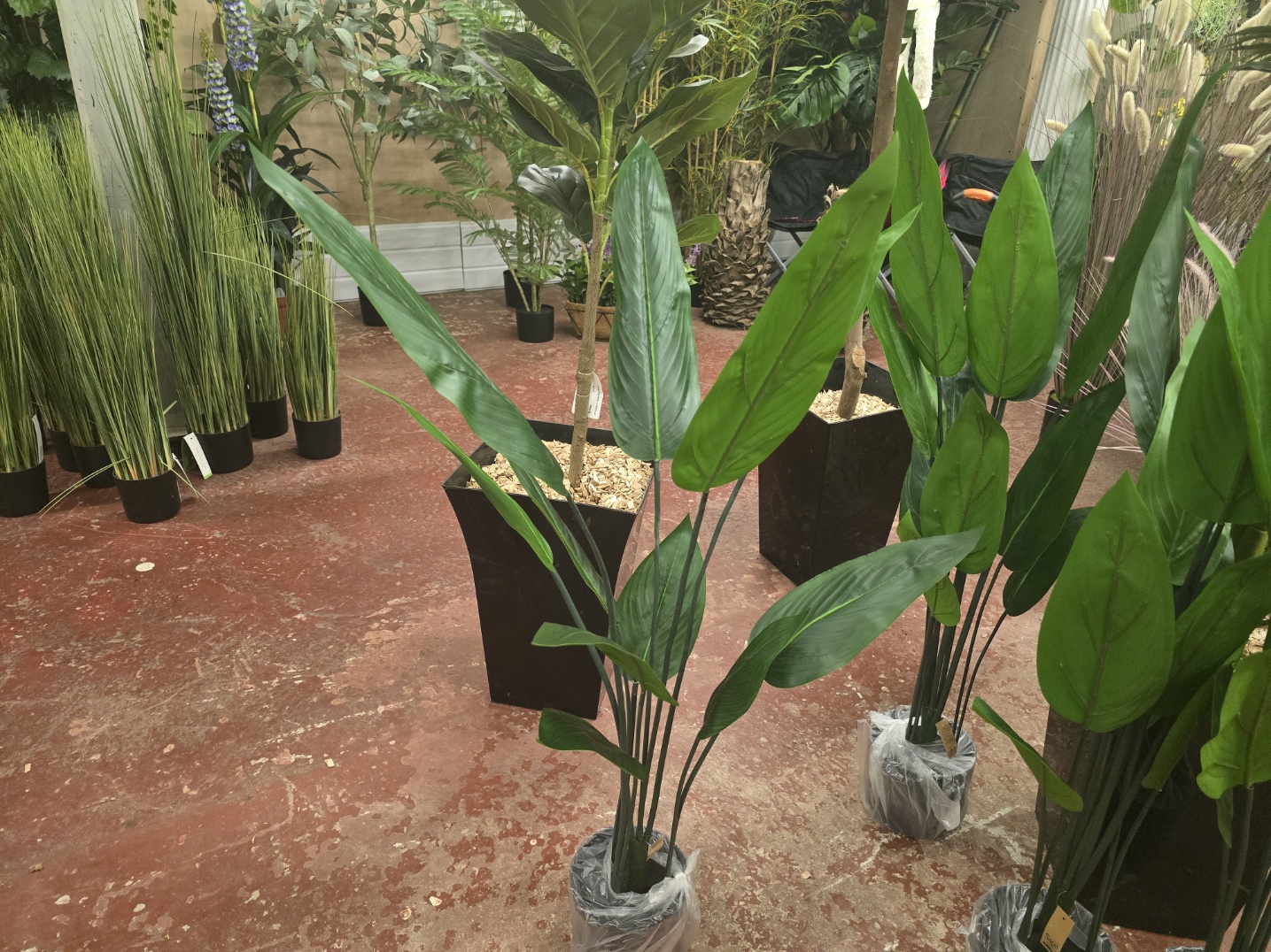 90cm Bird of Paradise Plant Black Plastic Planter