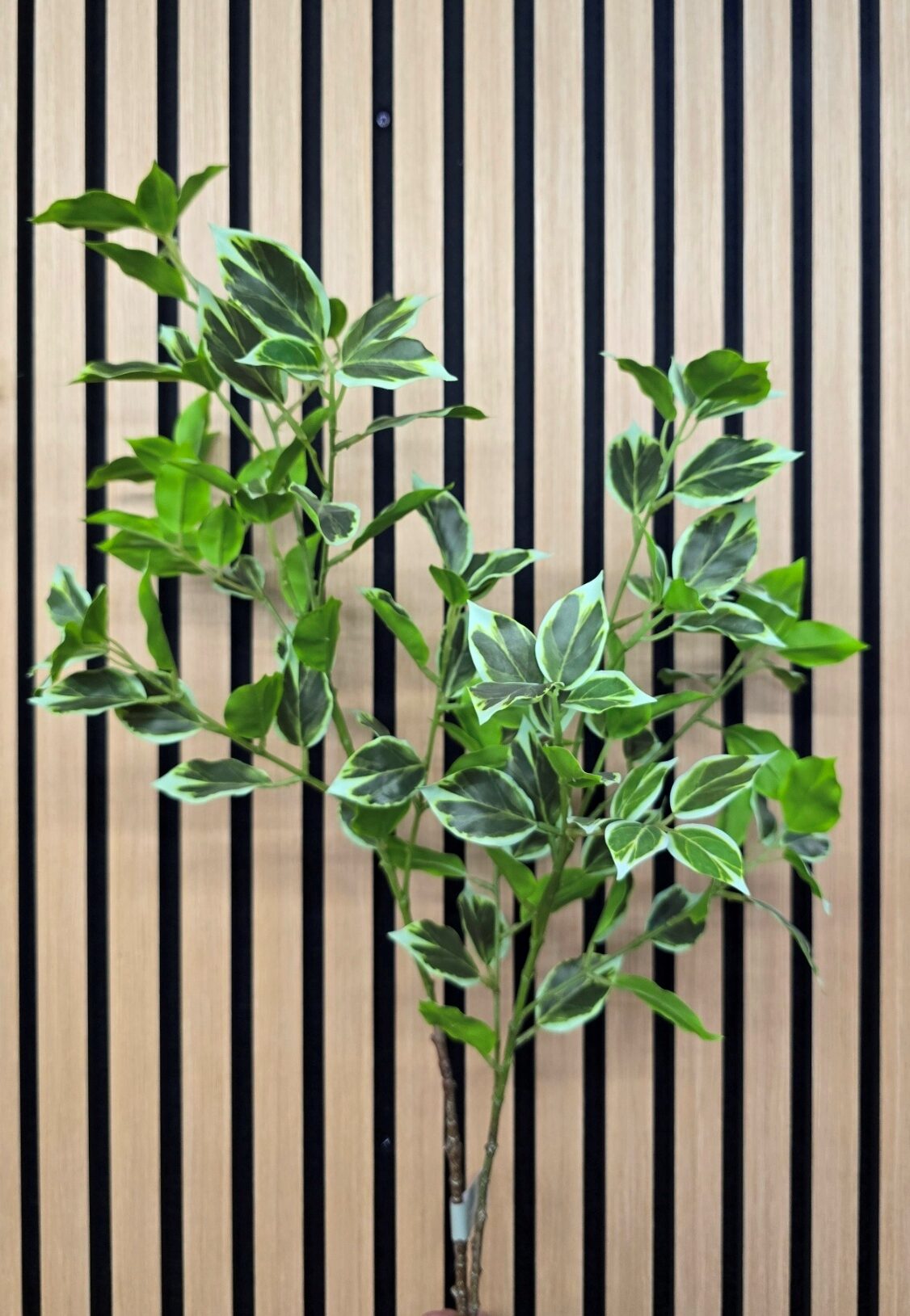 Mini Ficus Real Touch Var 98cm Variegated