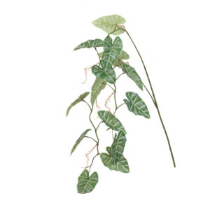 Alocasia Hanging Spray 147cm Green-0