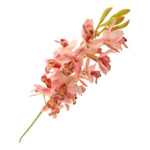 83cm Cymbidium Orchid Spray Pink-0