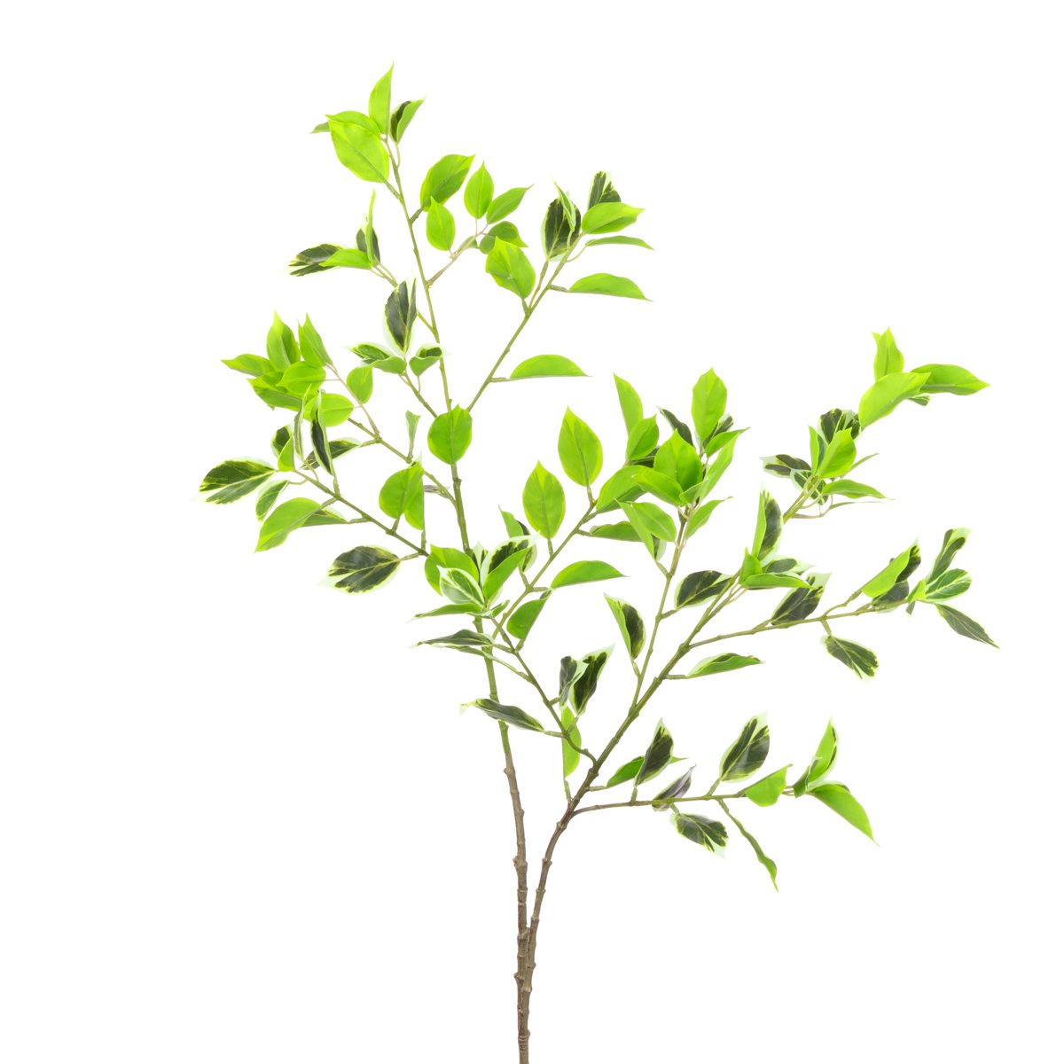 Mini Ficus Real Touch Var 98cm Variegated-0
