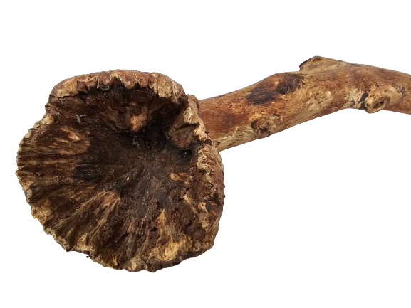 Congonha Branch-26140