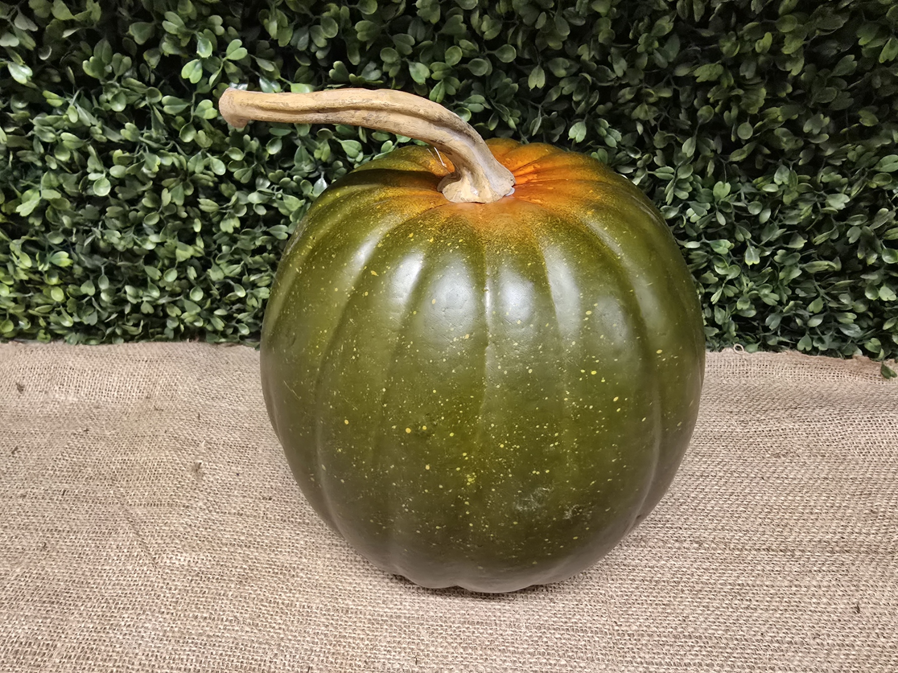 Large Green Appalachian Pumpkin (24x25cm)