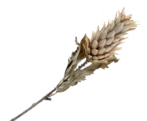 Dry Artificial Pineapple Fruit Spray - Brown/Beige 80cm-0
