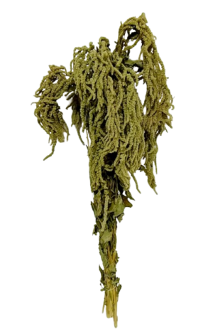 Amaranthus Caudatus Green-0