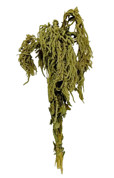Amaranthus Caudatus Green-0