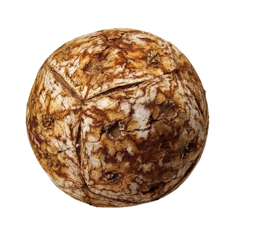 Maluku Fruit x 6pcs App 5cm Diameter-26304