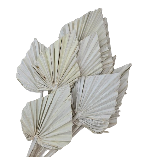 Palm Spear Misty White x 15